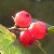 Beeren in Schweden