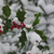 Im Ilexwald, Halver, Westfalen
