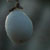 Schneebeere